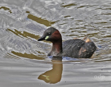 Little Grebe male (Tachybaptus ruficollis) Alan Prowse